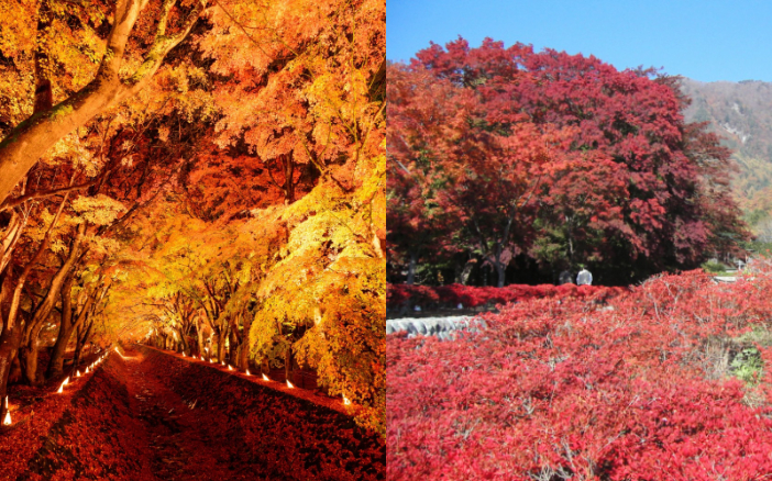 日本-河口湖-河口湖景點-河口湖酒店-富士山-富士山景點-東京-新宿-河口湖站